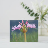 Candelabra Flower (Brunsvigia Radulosa), Umgeni Briefkaart (Staand voorkant)
