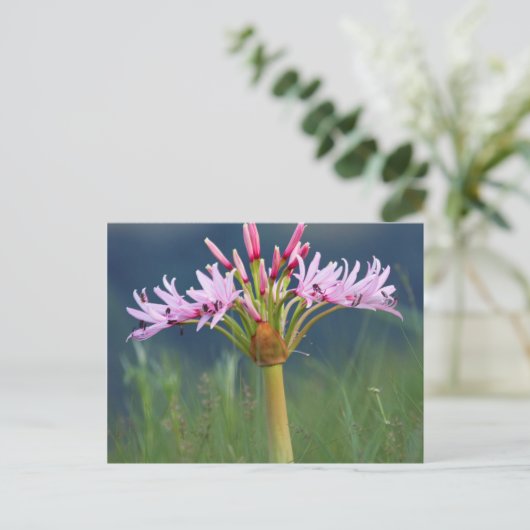 Candelabra Flower (Brunsvigia Radulosa), Umgeni Briefkaart (Staand voorkant)