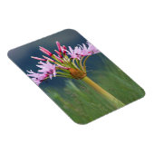 Candelabra Flower (Brunsvigia Radulosa), Umgeni Magneet (Rechterzijde)