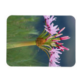 Candelabra Flower (Brunsvigia Radulosa), Umgeni Magneet (Horizontaal)