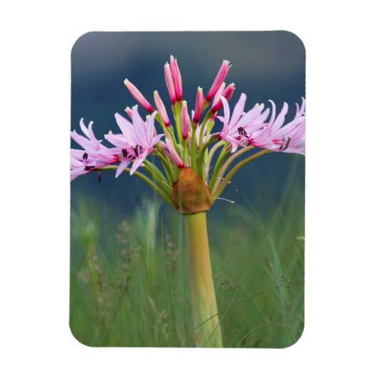 Candelabra Flower (Brunsvigia Radulosa), Umgeni Magneet (Verticaal)