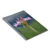 Candelabra Flower (Brunsvigia Radulosa), Umgeni Notitieboek (Rechterzijde)