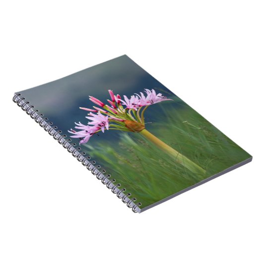 Candelabra Flower (Brunsvigia Radulosa), Umgeni Notitieboek (Rechterzijde)