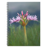 Candelabra Flower (Brunsvigia Radulosa), Umgeni Notitieboek (Voorkant)