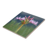 Candelabra Flower (Brunsvigia Radulosa), Umgeni Tegeltje (Zijkant)