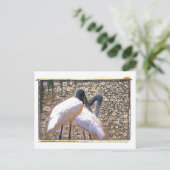 Candid Crane Briefkaart (Staand voorkant)
