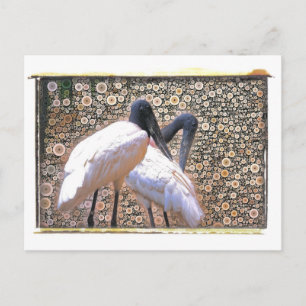 Candid Crane Briefkaart