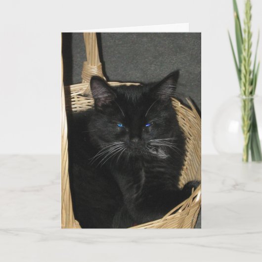Candid Kittens Greeting Card Kaart (Voorkant)