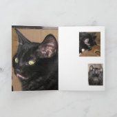 Candid Kittens Greeting Card Kaart (Binnen)