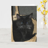 Candid Kittens Greeting Card Kaart (Gele Bloem)