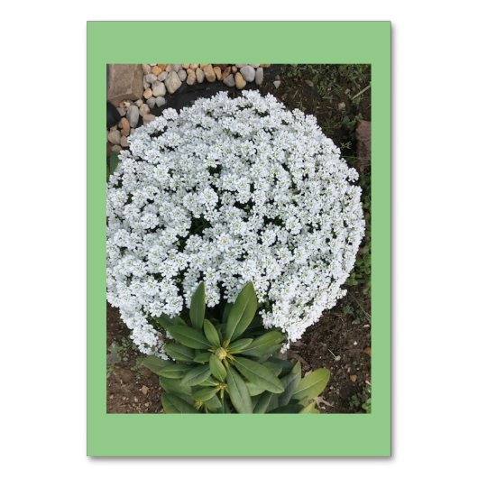 Candytuft Bloemen Custom Reading Flashcards Kaart (Voorkant)