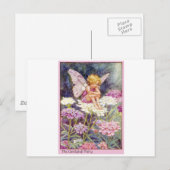 Candytuft fee briefkaart (Voorkant / Achterkant)