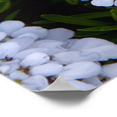 CANDYTUFT PLANT POSTER (Hoek)