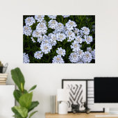 CANDYTUFT PLANT POSTER (Thuiskantoor)
