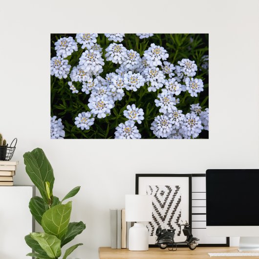 CANDYTUFT PLANT POSTER (Thuiskantoor)