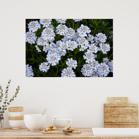 CANDYTUFT PLANT POSTER (Keuken)