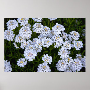 CANDYTUFT PLANT POSTER