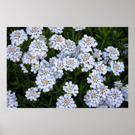 CANDYTUFT PLANT POSTER (Voorkant)