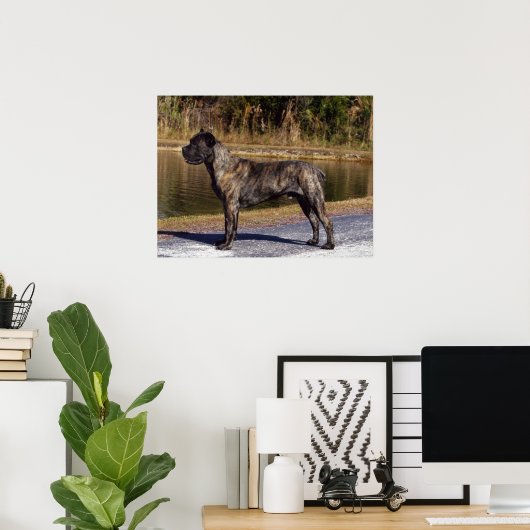 Cane Corso afdrukken Poster (Thuiskantoor)