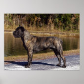 Cane Corso afdrukken Poster (Voorkant)