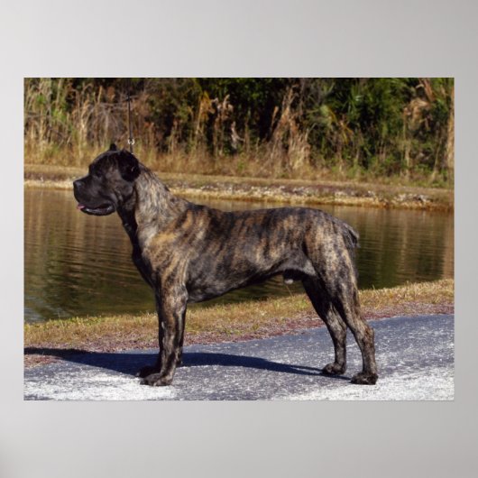 Cane Corso afdrukken Poster (Voorkant)