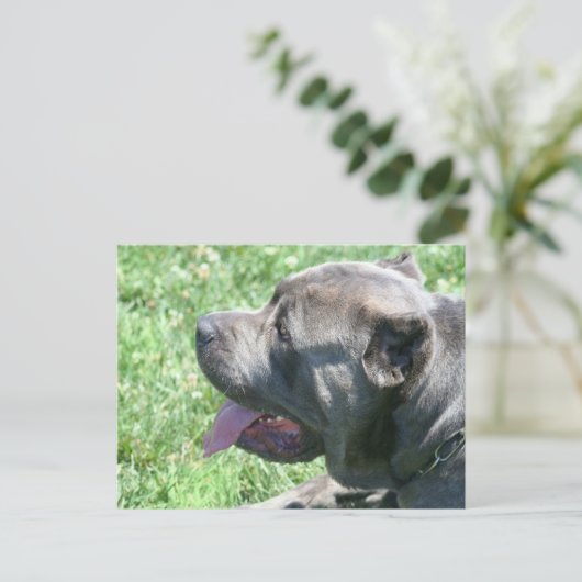 Cane Corso briefkaart (Staand voorkant)
