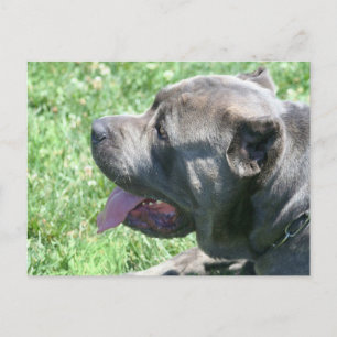 Cane Corso briefkaart