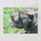 Cane Corso briefkaart (Voorkant)