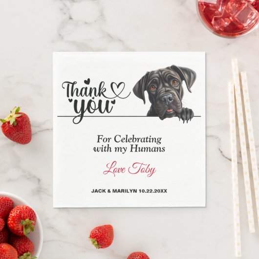 Cane Corso bruiloft dank u Servet (Insitu)