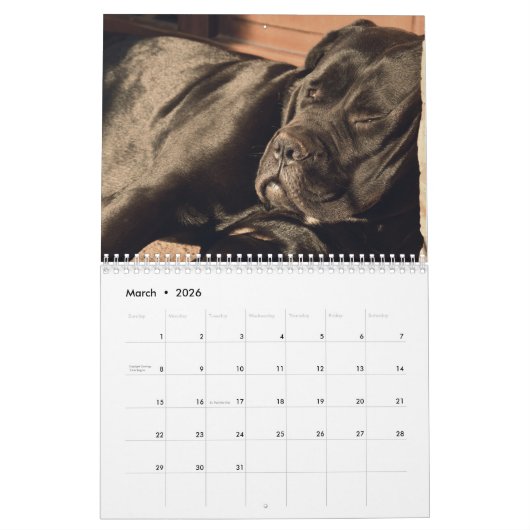 Cane Corso Calendar Kalender (Mar 2026)