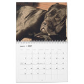 Cane Corso Calendar Kalender (Mar 2027)