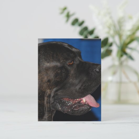 Cane Corso Dog Briefkaart (Staand voorkant)