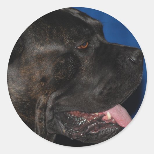 Cane Corso Dog Stickers (Voorkant)