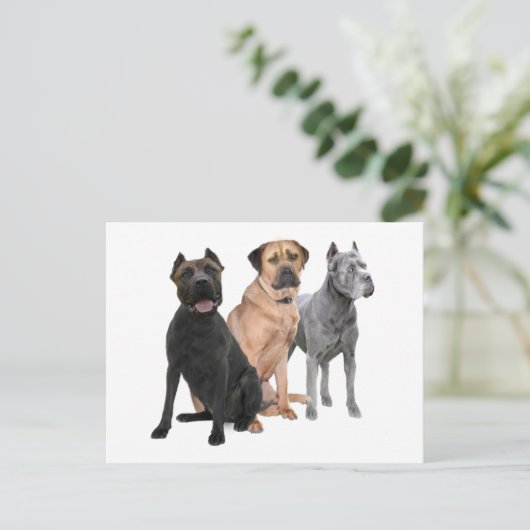 Cane Corso Drie Briefkaart (Staand voorkant)