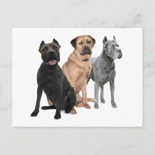 Cane Corso Drie Briefkaart