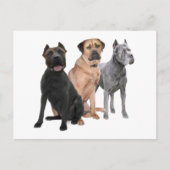 Cane Corso Drie Briefkaart (Voorkant)