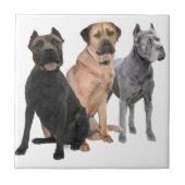 Cane Corso Drie Tegeltje (Voorkant)