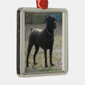 cane corso full.png metalen ornament (Rechts)
