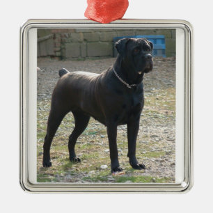 cane corso full.png metalen ornament