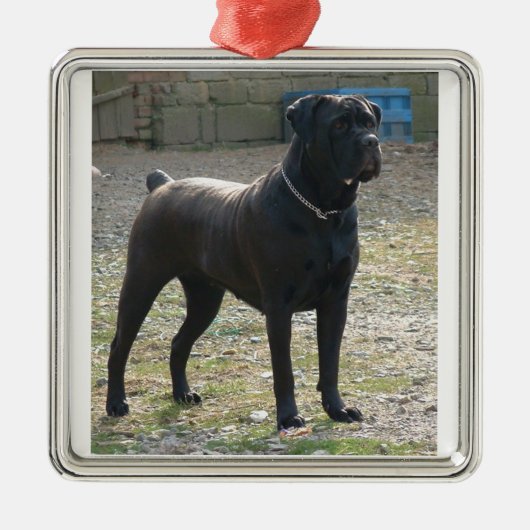 cane corso full.png metalen ornament (Voorkant)