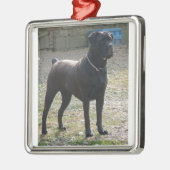 cane corso full.png metalen ornament (Links)