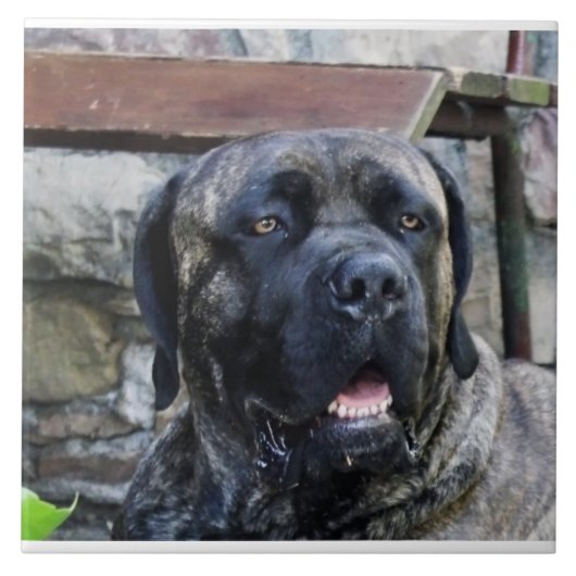 Cane Corso grijze brindle Tegeltje (Voorkant)