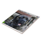 Cane Corso grijze brindle Tegeltje (Zijkant)