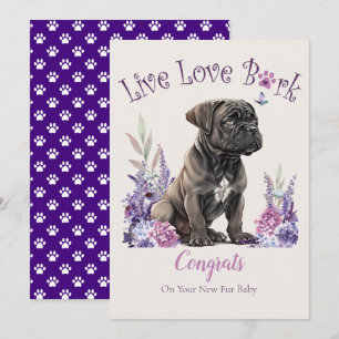 Cane Corso hondenadoptie, Gotcha-dag Kaart