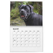 Cane Corso Hondenkalender Kalender (Mar 2027)