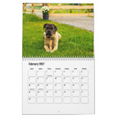Cane Corso Hondenkalender Kalender (Feb 2027)