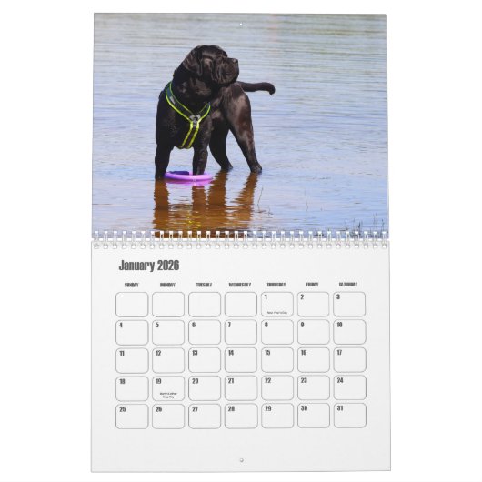 Cane Corso Hondenkalender Kalender (Jan 2026)
