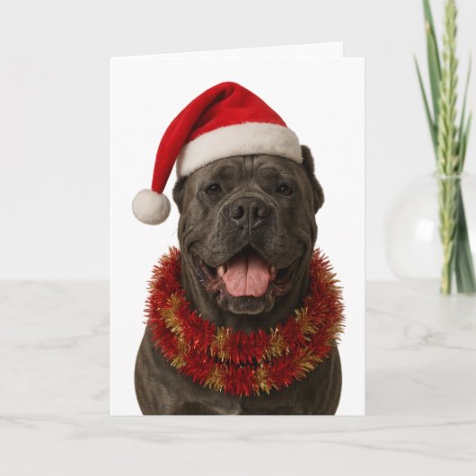 Cane Corso in a Santa hat Christmas card Kaart (Voorkant)