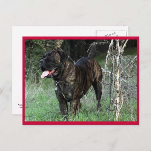 Cane Corso Italiaans Mastiff Briefkaart (Voorkant / Achterkant)