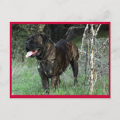 Cane Corso Italiaans Mastiff Briefkaart (Voorkant)